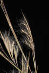 Broomsedge bluestem